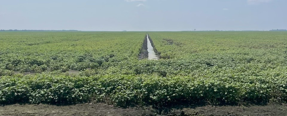 Field Crops, Washington County